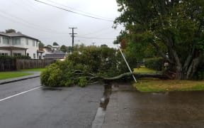 A tree at One Tree Hill that was brought down by the storm.