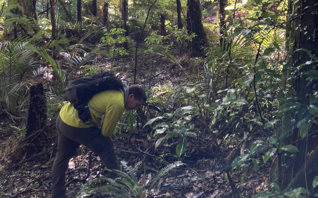 Bevan Weir bending over to search for fungi in native NZ bush during the 2023 Fungal Foray