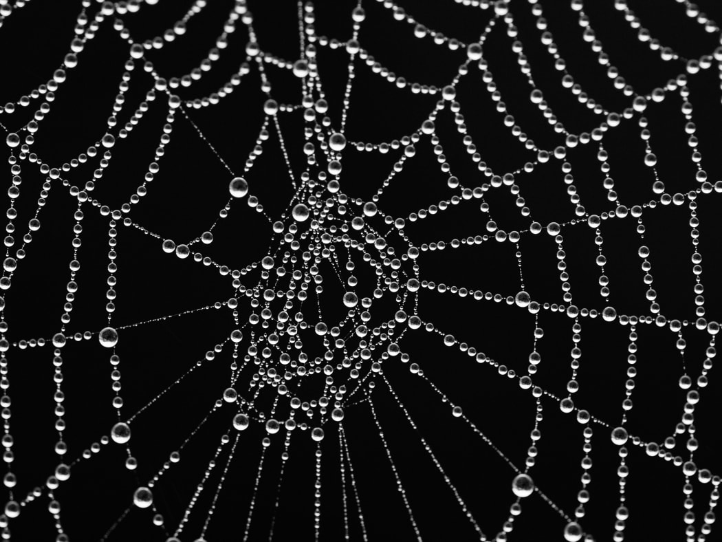 Spider web with morning dew.