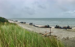 Whale graveyard at Farewell Spit. Photo take 13 February 2017.