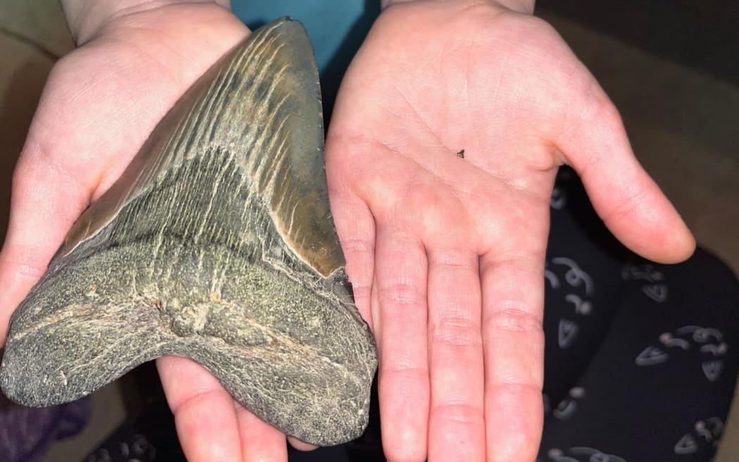 Molly shows off her largest and smallest shark teeth found along Calvert beaches.