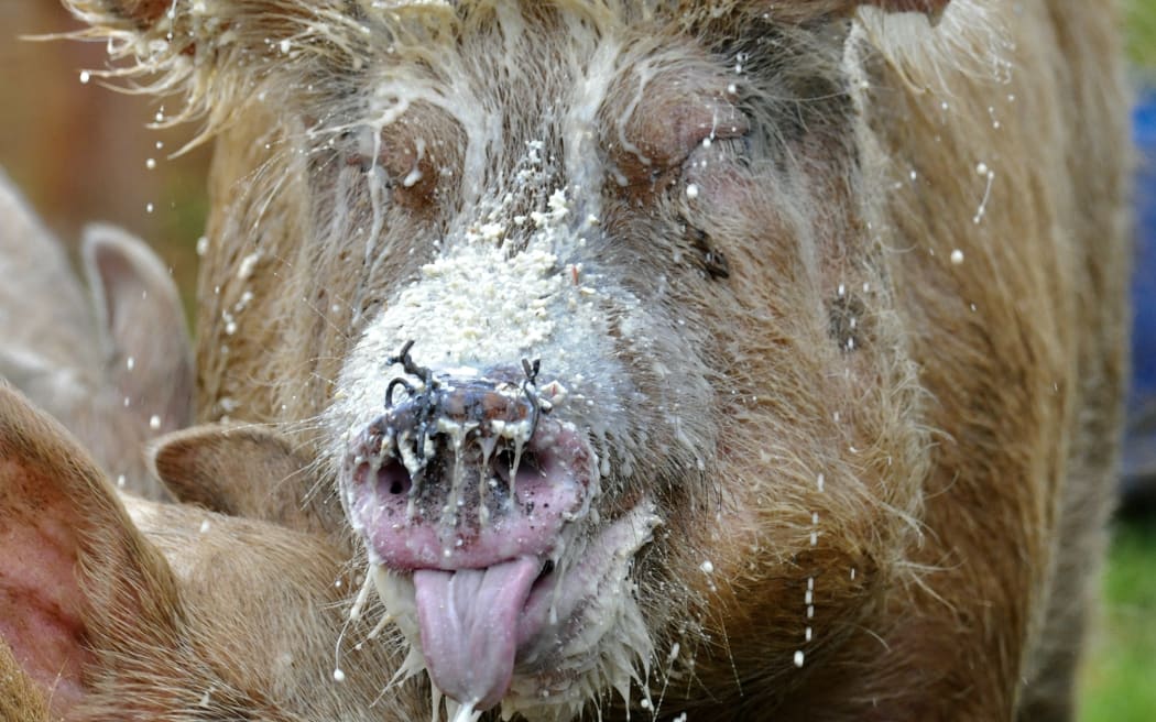 Pigs enjoying a feed