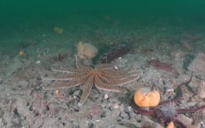 Victoria University researchers have discovered a surprising number of animal ecosystems in Wellington's shallow waters.