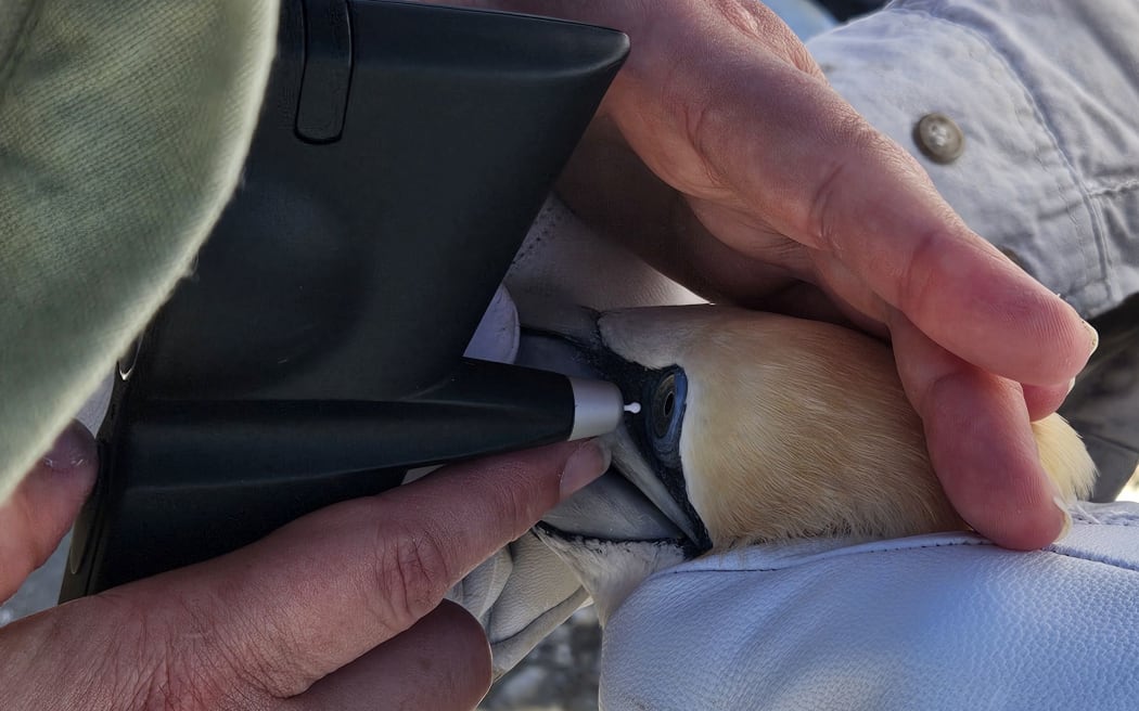 A close-up of a person's hands holding a bird's head, and holding an instrument that looks like a pen against the bird's eye. The bird has yellow-tan coloured head feathers and a blue eyering.