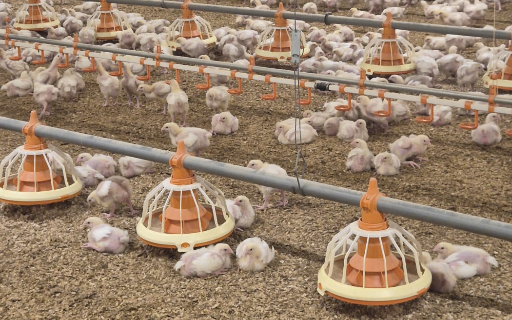 This shed, measuring  144 metres by 20 metres, is home to 45,000 15-day old broiler chooks.