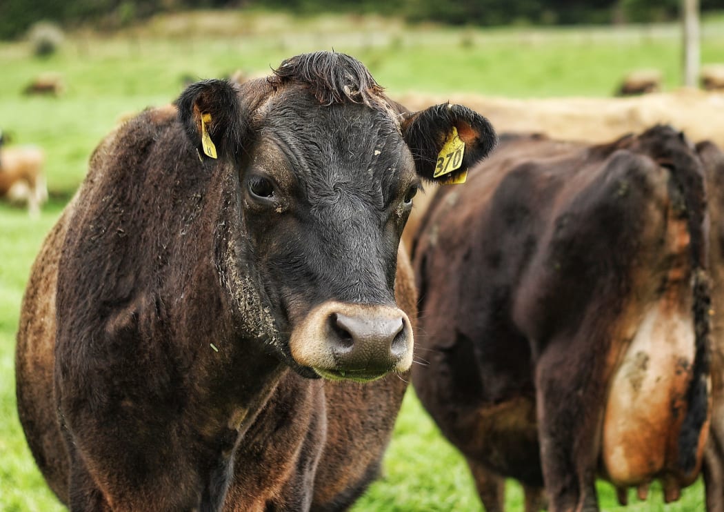 brown dairy cows