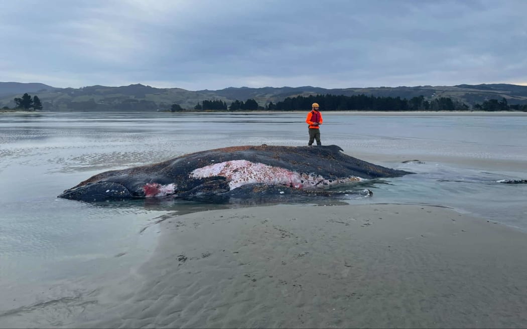 The humpback whale.