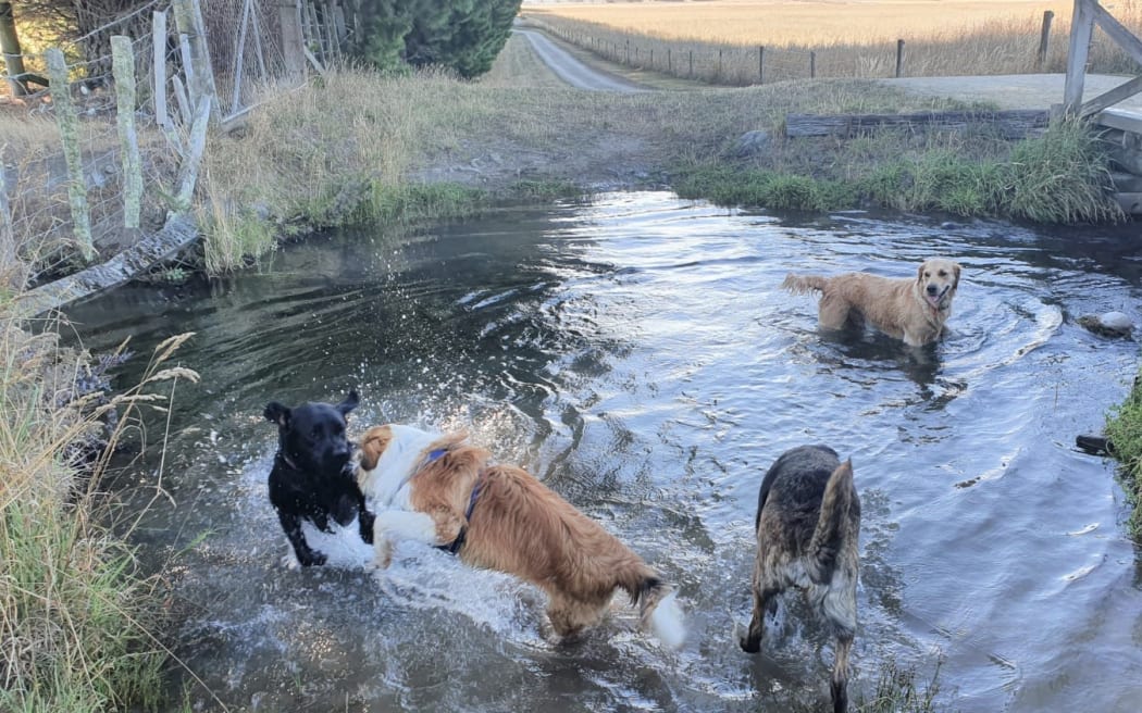 Dogs enjoy a farm water race
