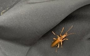 This is an image of a Lax bug,on a piece of black clothing.