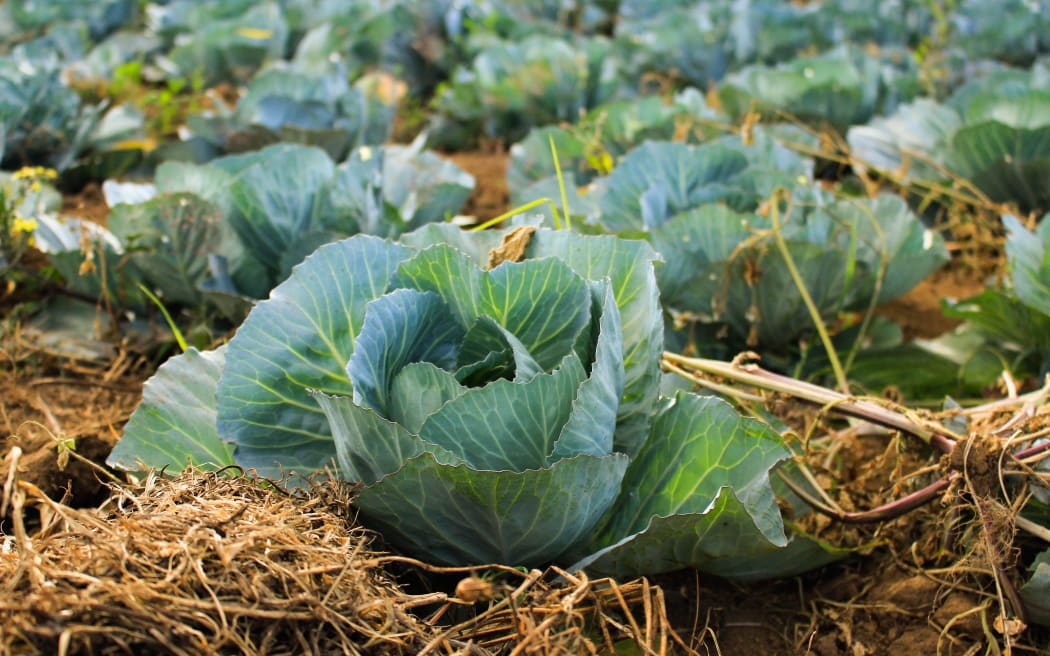 vegetables growing, generic