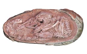 Oviraptorosaur embryo 'Baby Yingliang' found in Ganzhou, Jiangxi Province, southern China.