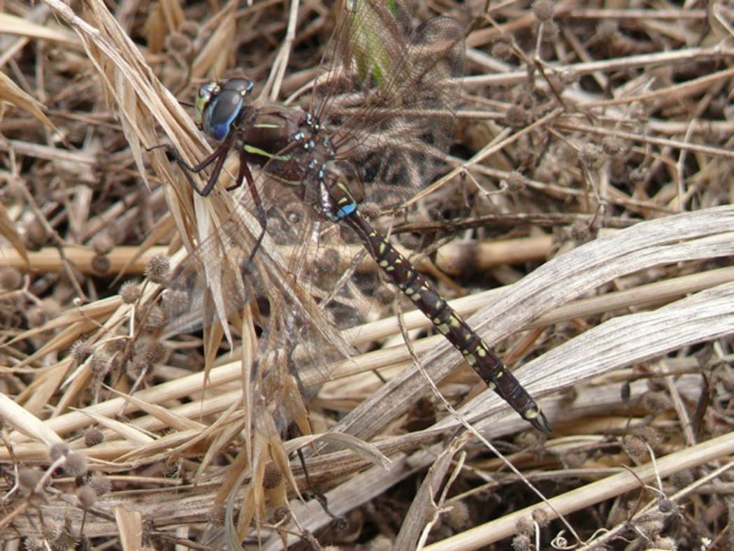 A lancer dragonfly (Aesha brevistyla).