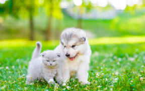 Puppy and kitten.