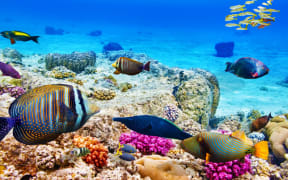 Researchers want the government to commit $10b to the reef over the next decade to ensure its survival.