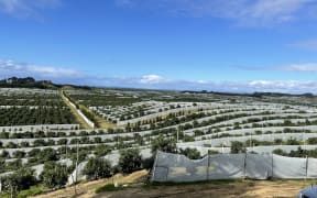 An avocado orchard in the Far North.