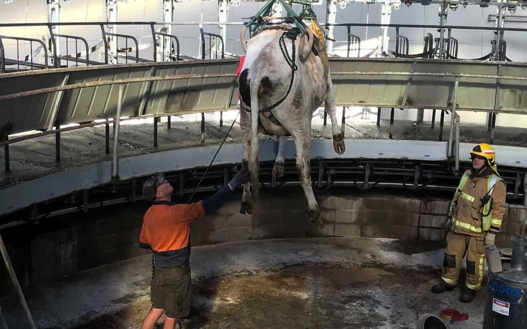 Fire and Emergency crews from Dunsandel and Burnham were called to assist a farmer and vet after a cow got stuck in the middle of a milking platform and had to be airlifted to safety.