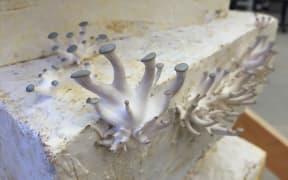 Mushroom pins forming on mycelium block.