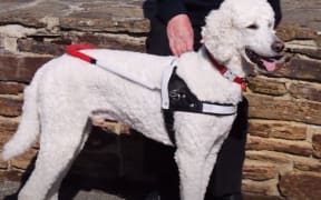 Guss, George Taggart's assistance dog.