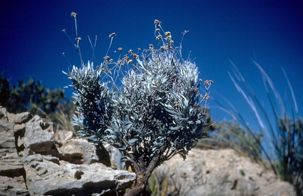 The flowering shrub Parthenium argentatum, commonly known as the guayule