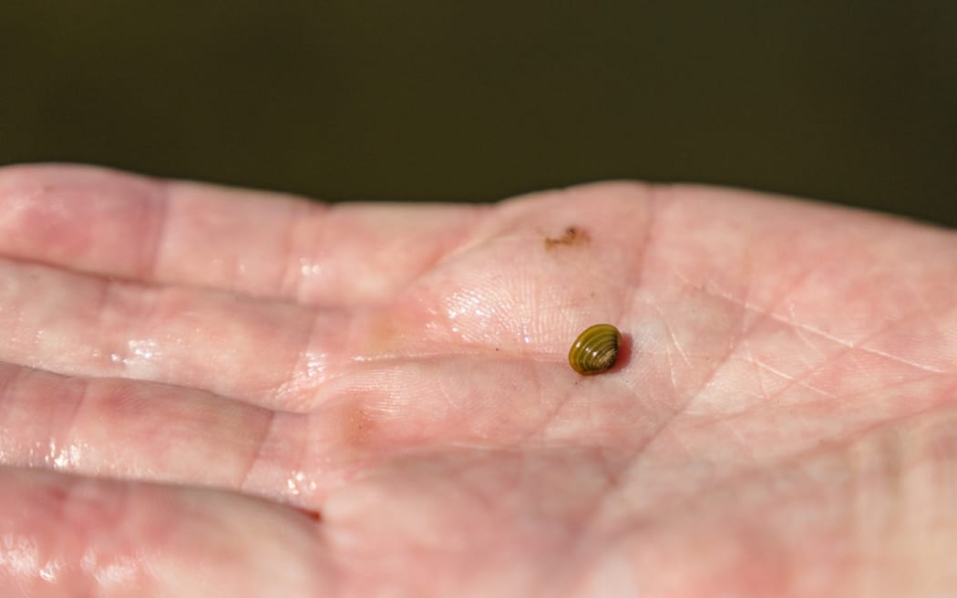 Some of the golden clams - Corbicula fluminea - can be tiny in size.
