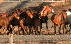 Kaimanawa horse muster Waiouru