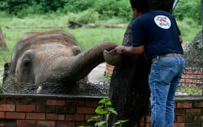 Amir Khalil and Kaavan reunited in Cambodia in August 2022.
