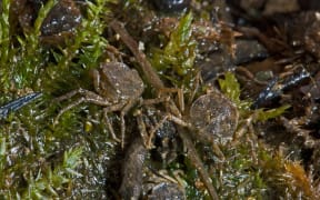 Fresh Water Crabs  - Amarinus lacustris