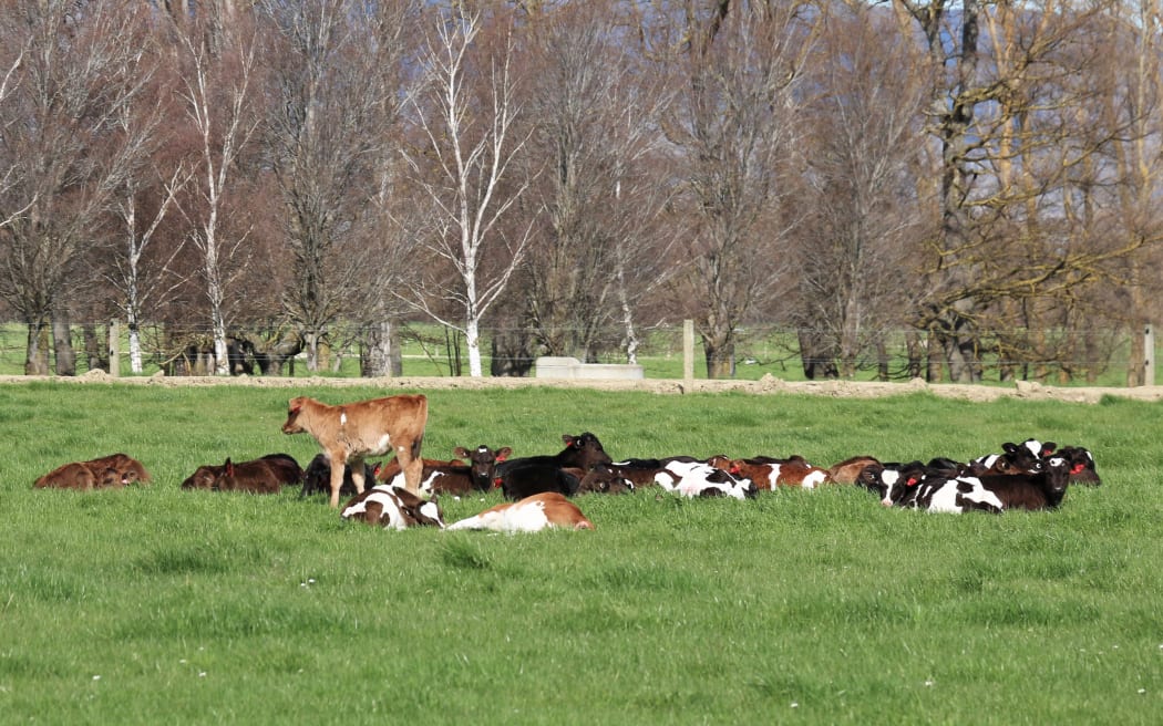 Regional Wrap - Calves 2 Sept