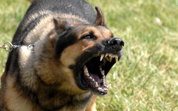Norman, a 55th Security Forces Squadron military working dog, waits to be unleashed and go after his target during training April 17.  The Offutt K-9 unit performs regular training to maximize the dogs effectiveness in the field.