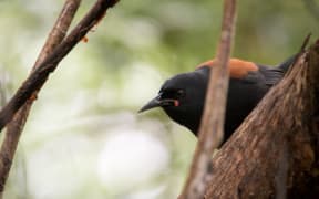 Adult tīeke in Brook Waimārama Sanctuary.
