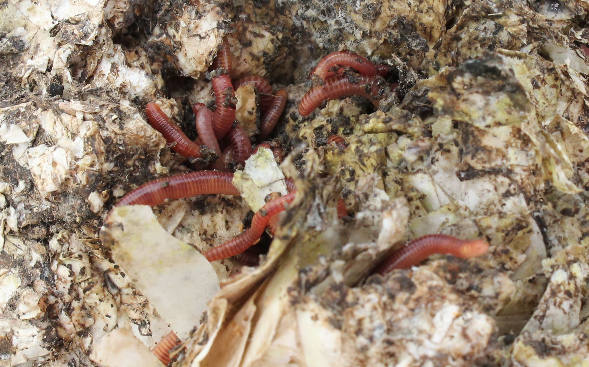 Worms processing sticker paper
