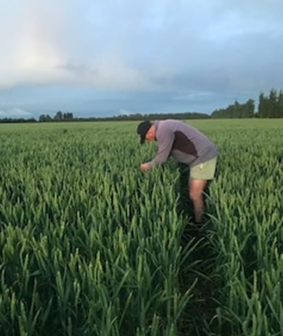 Brian Leadley checking hail damage at his mid-Canterbury property.