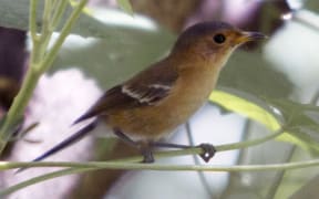 The Tinian monarch