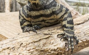 Bruce the lace monitor