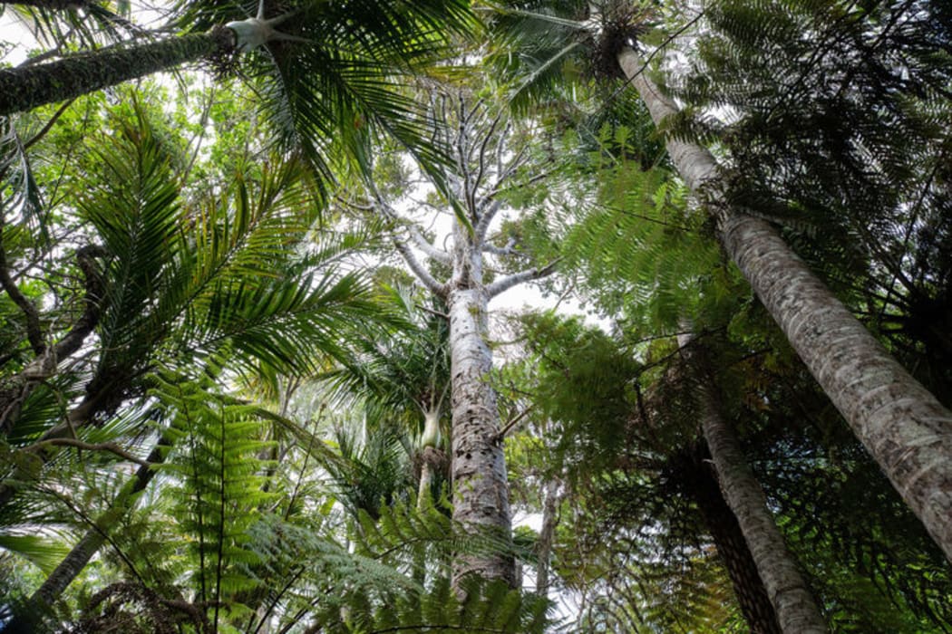 Kauri trees