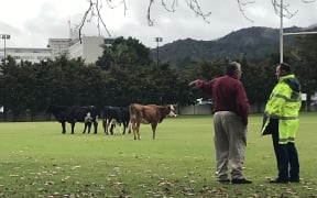 Pat Newman offers a police officer the correct arrest strategy for the cows at Hora Hora School.