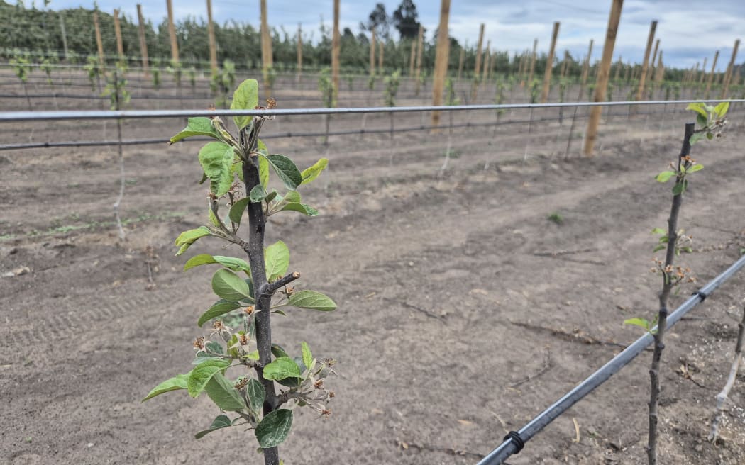 The orchard is being planted in more popular varieties like dazzle and rockit.