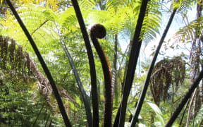 Cyathea medullaris