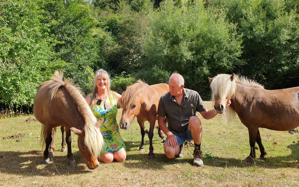 Herd dynamics among the miniature horses are a good learning experience