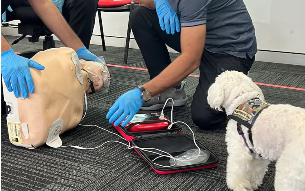 Lilly has attended a first aid course in her assistance animal duties.