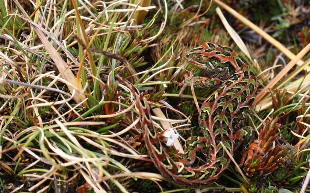 The Harlequin Gecko