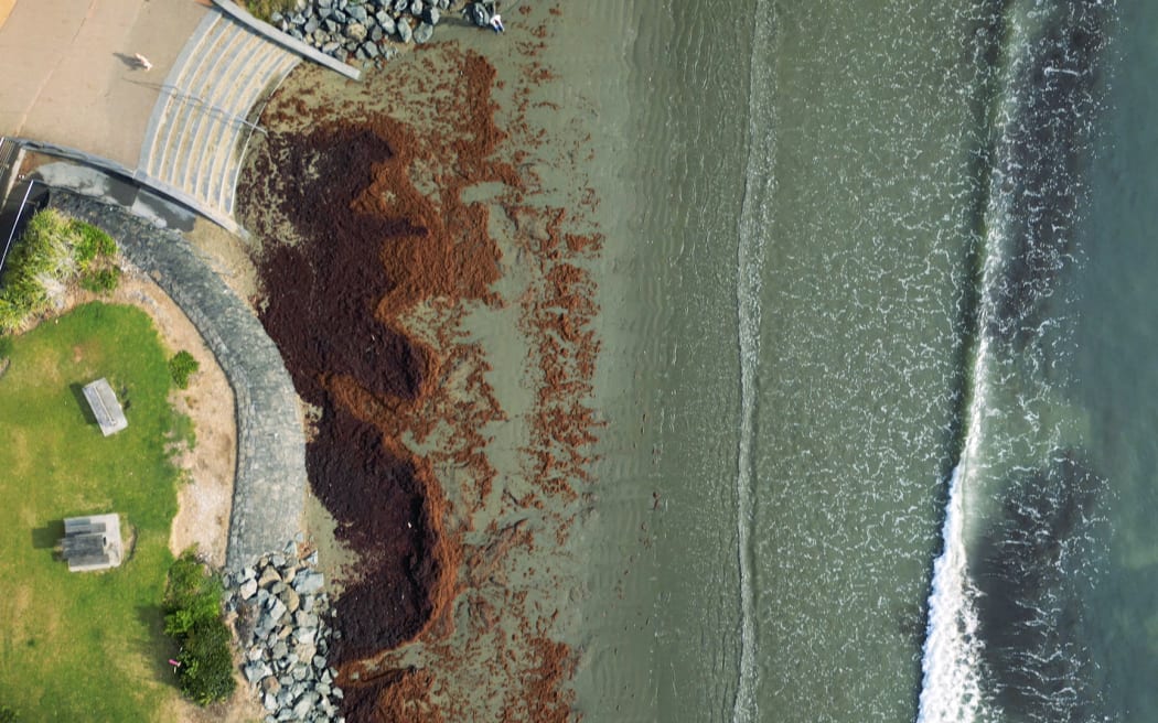 Red seaweed has blanketed Auckland beaches.
