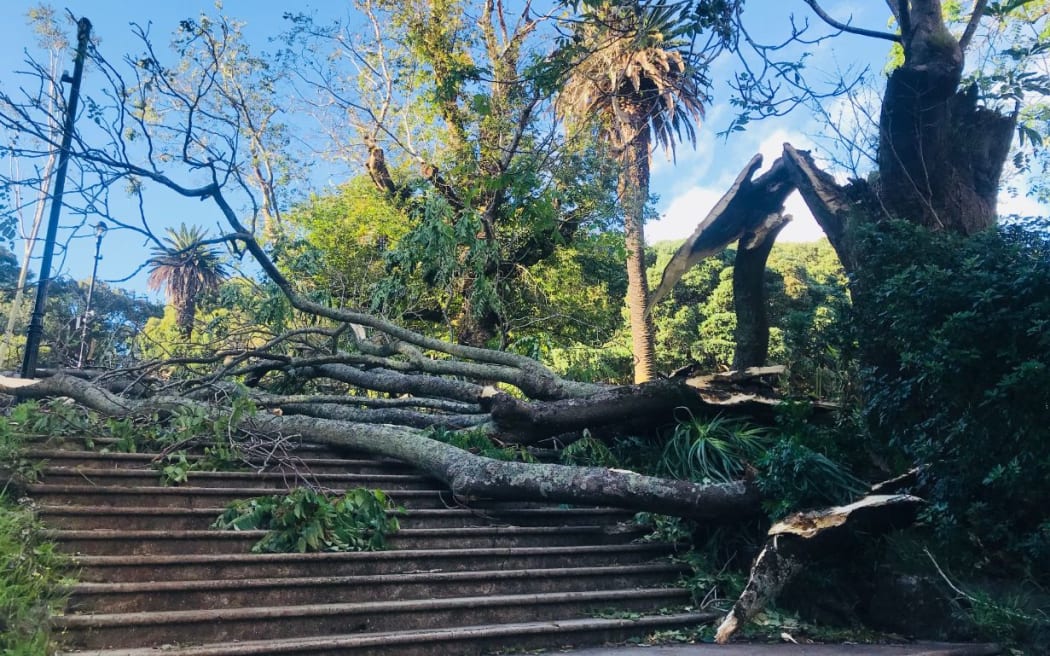 A tree downed by the weather in Albert Park.