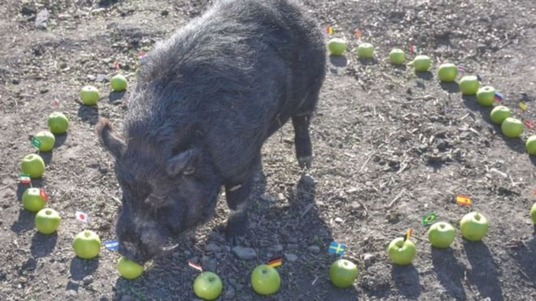 Marcus the Mystic Pig