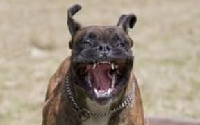 dangerous dog
