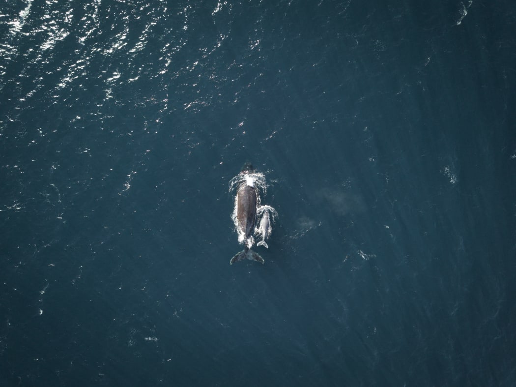 Humpback whales off the coast of Sydney, Australia.
