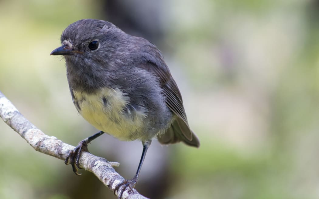 Native bush robins, or toutouwai.