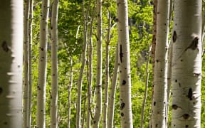 silver birch trees