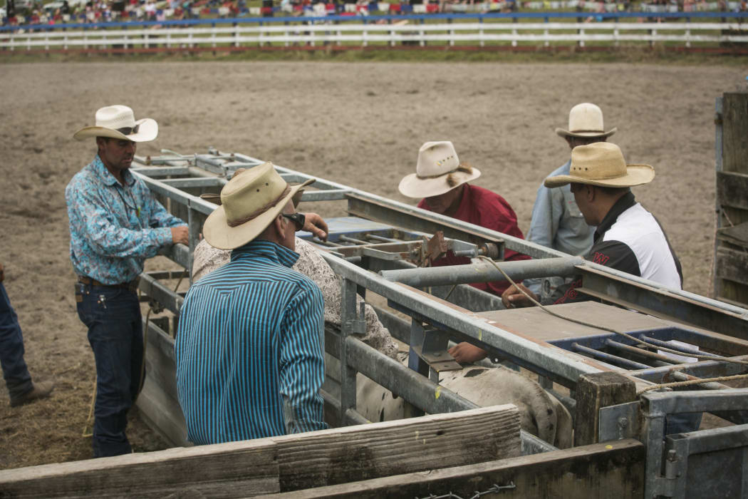 A chute that is used for calf roping