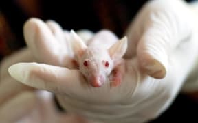 white lab rat